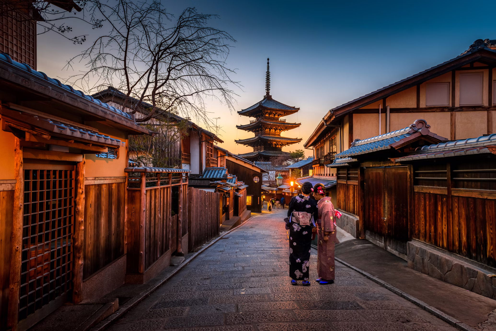 Cherry Blossoms in Japan